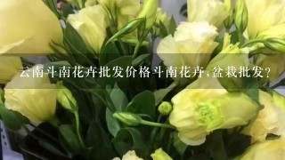 云南斗南花卉批发价格斗南花卉,盆栽批发？