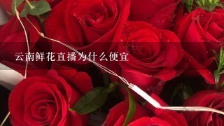 云南鲜花直播为什么便宜