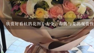 欣赏好看杜鹃花图片大全，春鹃与夏鹃观赏性最强(百