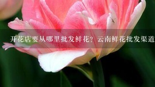 开花店要从哪里批发鲜花？云南鲜花批发渠道在哪里找？