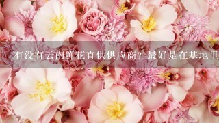 有没有云南鲜花直供供应商？最好是在基地里面发出的