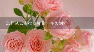 怎样从云南批发鲜花？多久到？