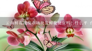 云南鲜花批发市场批发鲜花便宜吗？什么平 台好1点？