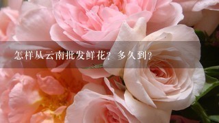 怎样从云南批发鲜花？多久到？