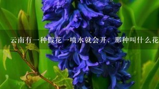 云南有1种假花1喷水就会开，那种叫什么花，上海那