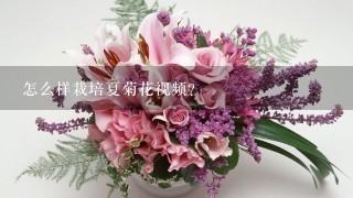 怎么样栽培夏菊花视频？