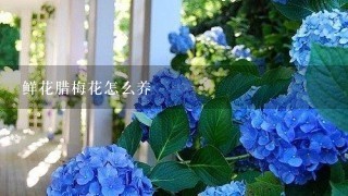 鲜花腊梅花怎么养