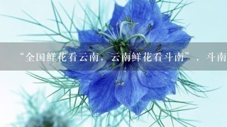 “全国鲜花看云南，云南鲜花看斗南”，斗南花市距昆明市区约18公里，是亚洲最大的鲜花交易市场，也是中国最大的花卉交易市场...