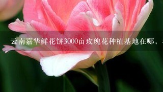 云南嘉华鲜花饼3000亩玫瑰花种植基地在哪，我在网上查了查大概在曲靖市马龙县，求具体位置，要离昆明