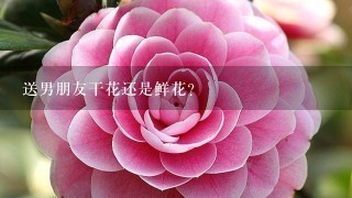 送男朋友干花还是鲜花？