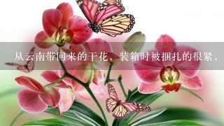 从云南带回来的干花，装箱时被捆扎的很紧，回家后如何让它们自然散开呢？