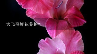 大飞燕鲜花养护？