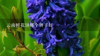 云南鲜花饼哪个牌子好