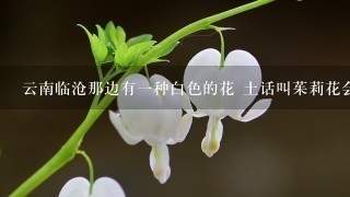 云南临沧那边有1种白色的花 土话叫茱莉花会结果子的，是什么树，