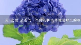 离 安徽 最近的1个鲜花种植基地是那里的啊