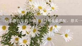 什么颜色的猫王小王子与鲜花最搭配，想买1款拍照