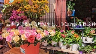 云南昆明蓝花楹烂漫生长，你知道蓝花楹这种花吗？