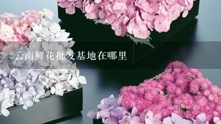 云南鲜花批发基地在哪里