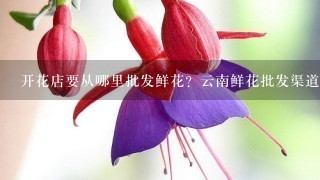 开花店要从哪里批发鲜花？云南鲜花批发渠道在哪里找？