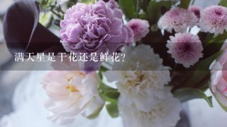 满天星是干花还是鲜花?