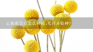 云南花芸豆怎么种植,几月开始种？