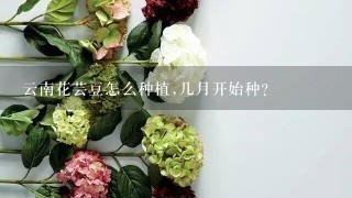 云南花芸豆怎么种植,几月开始种？