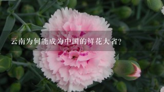 云南为何能成为中国的鲜花大省？