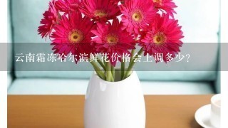 云南霜冻哈尔滨鲜花价格会上调多少?