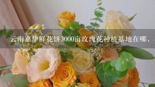 云南嘉华鲜花饼3000亩玫瑰花种植基地在哪，我在网上查了查大概在曲靖市马龙县，求具体位置，要离昆明