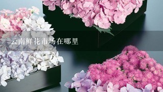 云南鲜花市场在哪里