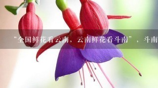 “全国鲜花看云南，云南鲜花看斗南”，斗南花市距昆明市区约18公里，是亚洲最大的鲜花交易市场，也是中国最大的花卉交易市场...