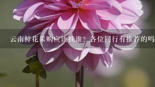 云南鲜花采购应该找谁？各位同行有推荐的吗？