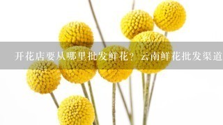 开花店要从哪里批发鲜花？云南鲜花批发渠道在哪里找？