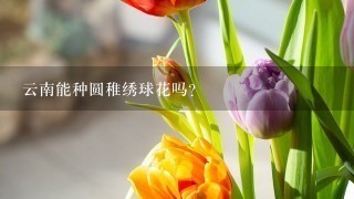 云南能种圆稚绣球花吗？