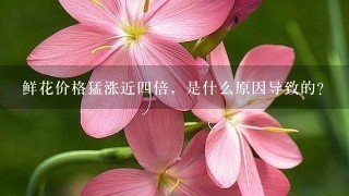 鲜花价格猛涨近4倍，是什么原因导致的？