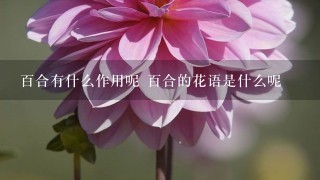 百合有什么作用呢 百合的花语是什么呢