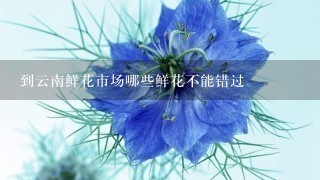 到云南鲜花市场哪些鲜花不能错过