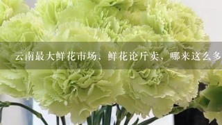 云南最大鲜花市场，鲜花论斤卖，哪来这么多鲜花？