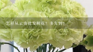 怎样从云南批发鲜花？多久到？