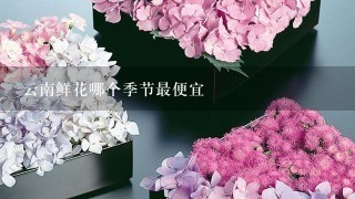 云南鲜花哪个季节最便宜