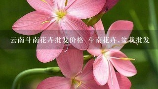 云南斗南花卉批发价格 斗南花卉,盆栽批发