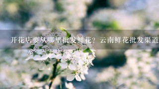 开花店要从哪里批发鲜花？云南鲜花批发渠道在哪里找？