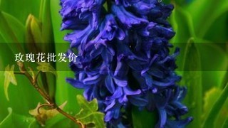 玫瑰花批发价