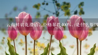 云南鲜切花滞销，价格暴跌400%，是什么原因导致的？