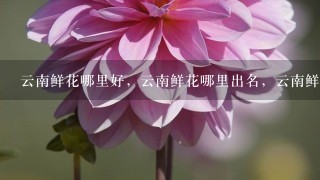 云南鲜花哪里好，云南鲜花哪里出名，云南鲜花哪里可以买得到。