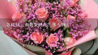 怎样从云南批发鲜花？多久到？