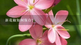 新花椒如何保存？