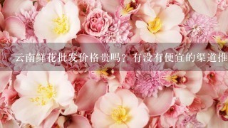 云南鲜花批发价格贵吗？有没有便宜的渠道推荐？