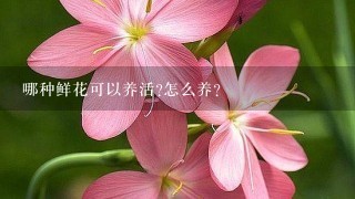 哪种鲜花可以养活?怎么养?