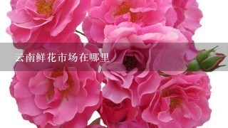 云南鲜花市场在哪里